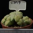 Lithops terricolor Speckled Gold 8,5 (L3719)