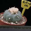 Lophophora williamsii-6 (8,5)