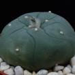 Lophophora caespitosa (273)
