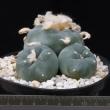 Lophophora fricii ( 12)