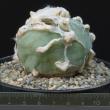 Lophophora difusa ( 11 )