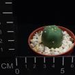 Lophophora diffusa (5,5)