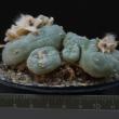 Lophophora fricii (12 )