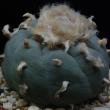 Lophophora fricii (275)
