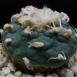 Lophophora jourdaniana (277)