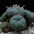 Lophophora pentagona (278)
