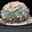 Lophophora williamsii (12,5)
