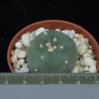 Lophophora williamsii (5,5)