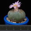 Lophophora williamsii (3,5)