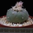 Lophophora williamsii (6,5)