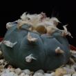 Lophophora williamsii (272)