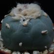 Lophophora williamsii (274)