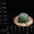 Lophophora williamsii (5,5)