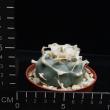 Lophophora williamsii (8,5)