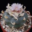 Lophophora williamsii seme (50)