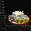 Lophophora williamsii (221)