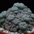 Lophophora williamsii v. caespitosa (270)