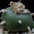 Lophophora williamsii v. texana (276)