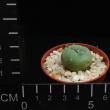 Lophophora williamsii v. decipiens (5,5)