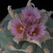 Lophophora williamsii (8,5)