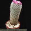 Mammillaria albilanata (6,5)