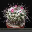 Mammillaria carnea (65)