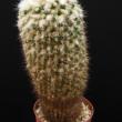 Mammillaria collinsii (8,5)