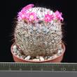 Mammillaria haageana (6,5)