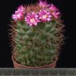 Mammillaria heeriana (5,5)