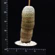 Mammillaria huitzilipochtli (210)