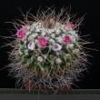 Mammillaria magnimamma (8,5)