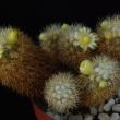 Mammillaria mieheana (8,5)