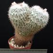 Mammillaria nejapensis (8,5)