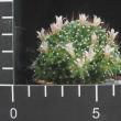 Mammillaria painteri v. monstruosa (6,5)