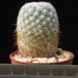 Mammillaria perbella (5,5)