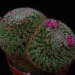 Mammillaria perbella PP20107