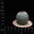 Mammillaria perezdelarosae (6,5)