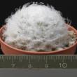 Mammillaria plumosa (5,5)