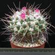 Mammillaria saxicola (8,5)