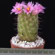 Mammillaria sheldonii (6,5)