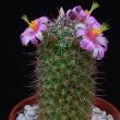 Mammillaria sheldonii PP20107