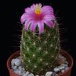 Mammillaria sheldonii (5,5)