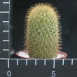Mammillaria silvatica v. durei (6,5)
