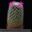 Mammillaria spinosissima (5,5)