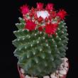 Mammillaria vagaspinaPP2010