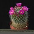 Mammillaria zeilmanniana (6,5)