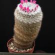 Mammillaria albilanata (8,5)