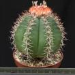 Melocactus matanzanus (8,5)