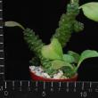 Monadenium ritchiei (6,5)