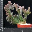 Monvillea spegazinii v. cristata (8,5)